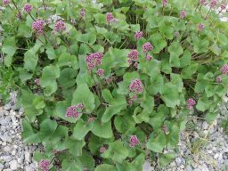 adenostyles_glabre - Adenostyles alpina, Famille : Asteraceae
11/07/2020 - la Croix d&#039;Aquila, Puy-Saint-André (Hautes-Alpes)