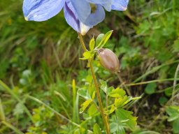 ancolie_des_alpes-aquilegia_alpina - Aquilegia alpina
25/06/2020 - Le Laton, Champsaur (Hautes-Alpes)