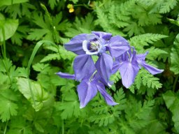 ancolie_des_alpes - Aquilegia alpina
10/07/2020 - Vallon de Narreyroux, Vallouise (Hautes-Alpes)