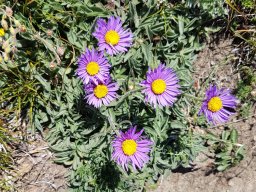 aster_alpinus - Aster alpinus
24/06/2020 - Le Girolet, Champsaur (Hautes-Alpes)