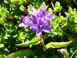 campanula_glomerata - Campanula glomerata
27/07/2020 - Roche Rousse, Gresse-en-Vercors (Isère)