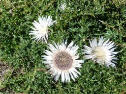 carlina_acaulis - Carline ou chardon argenté
Vallon de Truchière, Dévoluy (Hautes-Alpes)