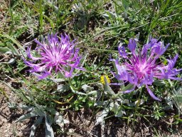 centauree - 28/05/2020 - Le Mont Ventoux (Vaucluse)