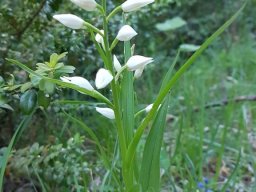 cphalanthere_longues_feuilles-orchidee-a - 2/06/2019 - Montagne de Belle-Motte (Drôme)