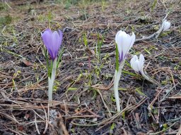 crocus-a - 2/06/2019 - Montagne de Belle-Motte (Drôme)