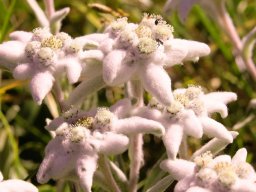 edelweiss-a - 29/07/2021 - Vercors