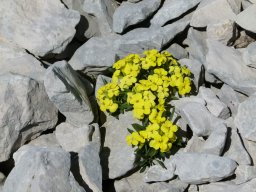 erysimum-rhaeticum - 28/05/2020 - Le Mont Ventoux (Vaucluse)