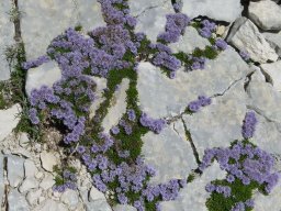 globulaire-2 - 28/05/2020 - Le Mont Ventoux (Vaucluse)