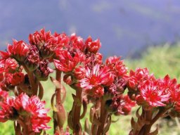 joubarde-a - 29/07/2021 - Vercors