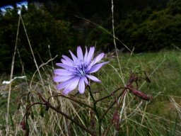 lactuca_perennis-1 - Lactica perennis ou laitue vivace