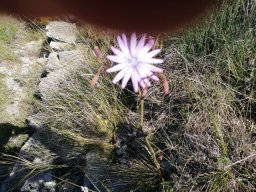 lactuca_perennis - Lactica perennis ou laitue vivace