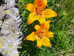 lis_orange-2 - Lilium bulbiferum, Famille : Liliaceae
7/07/2020 - Vallée des Bans, Vallouise (Hautes-Alpes)