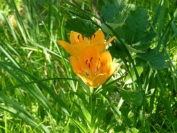 lis_orange - Lilium bulbiferum
Famille : Liliaceae
26/06/2020 - Lacs de Pétarel, Valgaudemar (Hautes-Alpes)