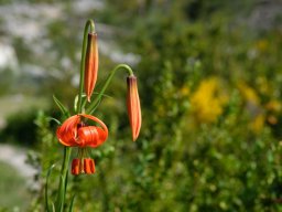 lis_turban-1 - 13/06/2021 - crête de la Bernarde, pré-alpes du sudLilium pomponium