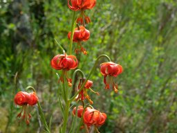 lis_turban-2 - 13/06/2021 - crête de la Bernarde, pré-alpes du sudLilium pomponium