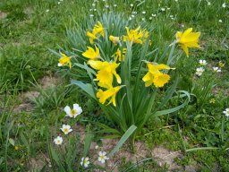 narcisse-a - 21/05/2020 -Vallon Combeau, Vercors (Drôme)