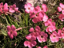 oeillet-a - 29/07/2021 - Vercors