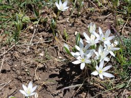 ornithogalum_umbellatum - 28/05/2020 - Le Mont Ventoux (Vaucluse)