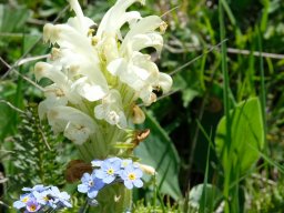 pediculaire_chevelu - 13/06/2021 - crête de la Bernarde, pré-alpes du sud
Pedicularis comosa