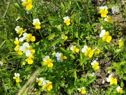 pensee-viola_tricolor - Viola tricolor
25/06/2020 - Le Laton, Champsaur (Hautes-Alpes)