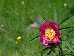 pivoine_officinale-b - 13/06/2021 - crête de la Bernarde, pré-alpes du sud
Paeonia officinalis