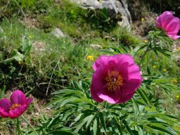 pivoine_officinale - 13/06/2021 - crête de la Bernarde, pré-alpes du sud
Paeonia officinalis