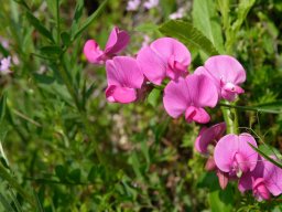 pois_de_senteur-a - 13/06/2021 - crête de la Bernarde, pré-alpes du sud
Lahyrus latifolius