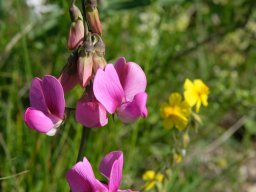 pois_de_senteur-b - 13/06/2021 - crête de la Bernarde, pré-alpes du sud
Lahyrus latifolius