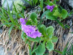 primevere_hirsute - Primula hirsuta
8/07/2020 - Col des Grangettes, Vallouise (Hautes-Alpes)