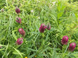 trifolium_rubens - Trèfle rougeâtreVercors, 18/07/2021