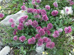 vulneraire_des_montagnes - 15/06/2021 - Pré-alpes du sud, Pic de ChamatteAnthyllis montana